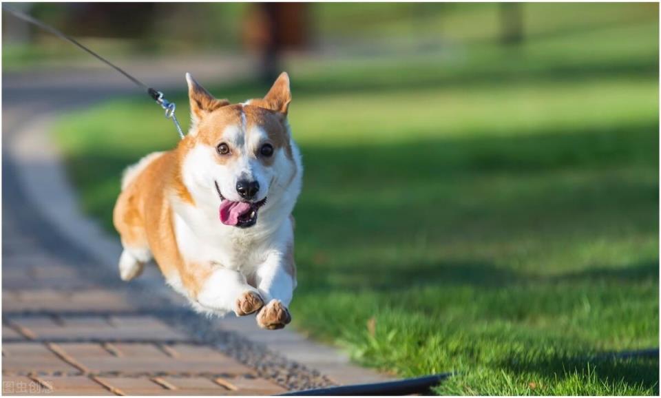 柯基犬的优缺点是什么「柯基犬的五大优缺点介绍」