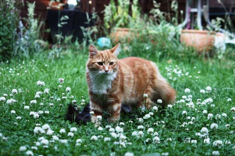 怎么确定猫认主人了「引导猫咪认主2个小技巧」