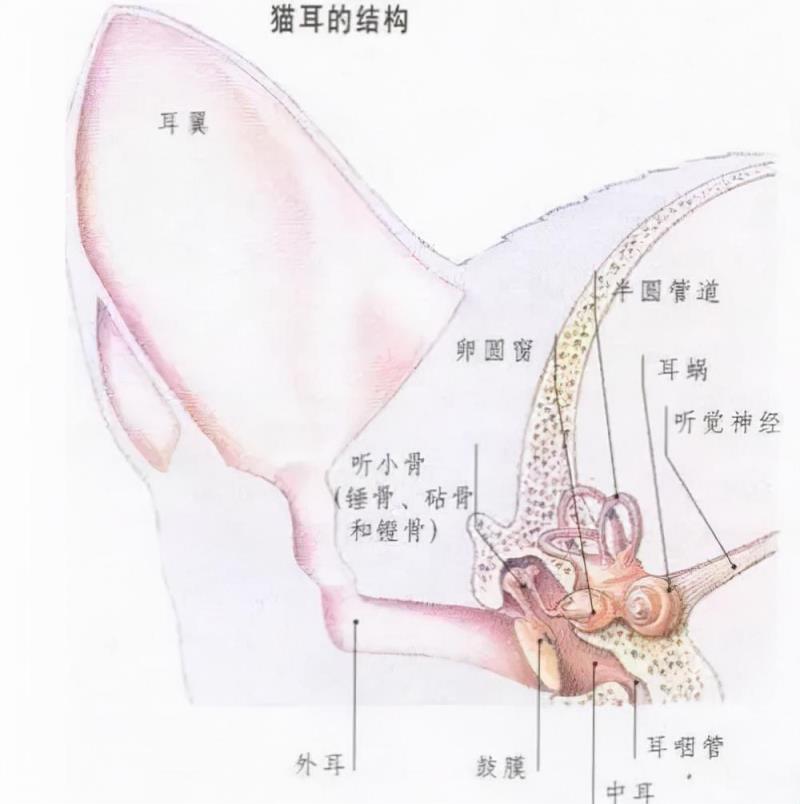 猫咪频频摇头的4个原因