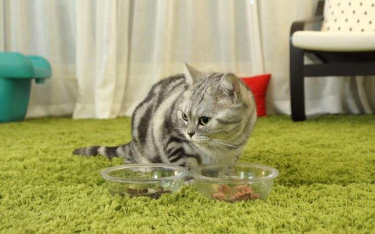 猫咪被鱼刺卡住的表现及正确喂食鱼类的方法