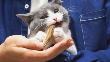 猫咪被鱼刺卡住的表现及正确喂食鱼类的方法