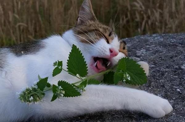 猫薄荷对猫有什么作用 猫对猫薄荷为什么痴迷