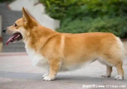 柯基犬价格多少钱一只