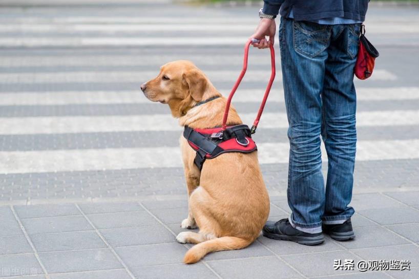 导盲犬的用途