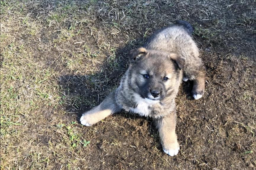 高加索犬的来源历史和护理知识盘点