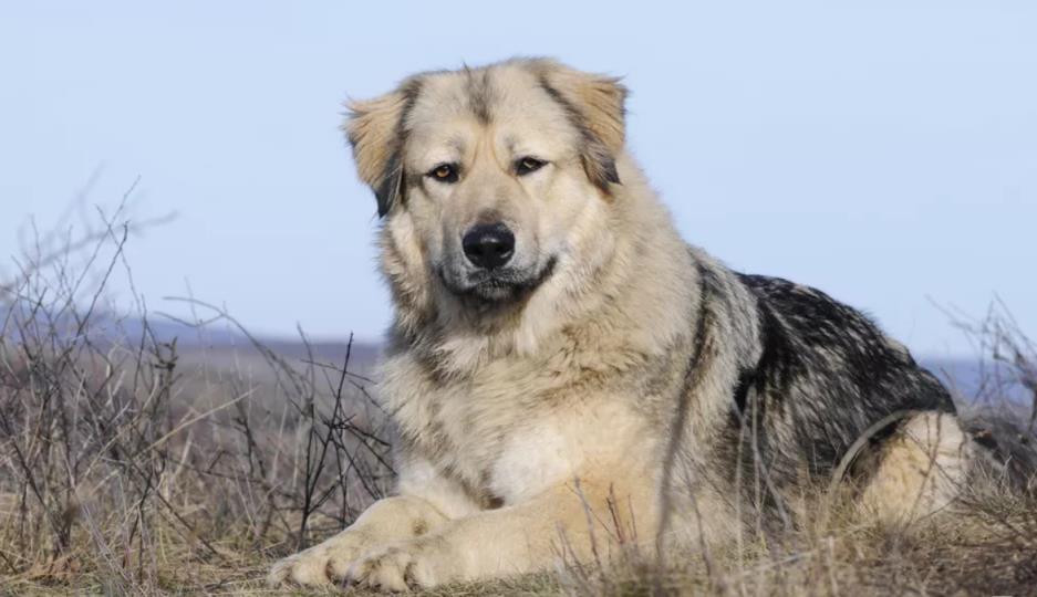 高加索犬的来源历史和护理知识盘点