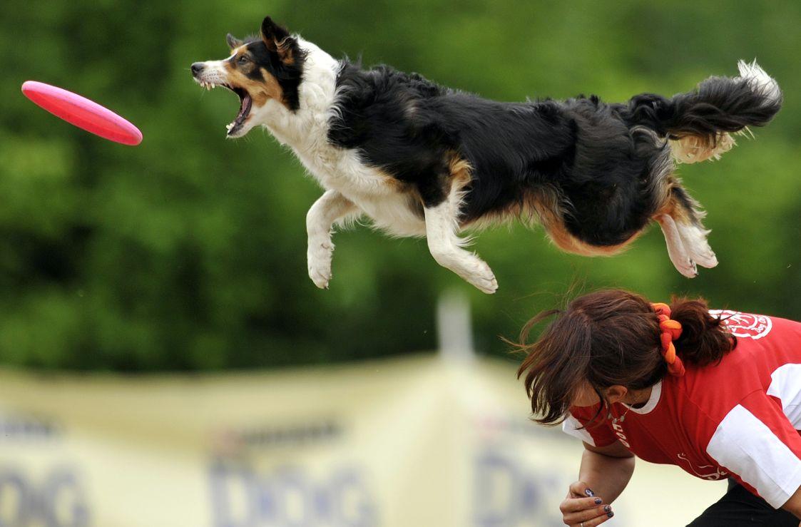 牧羊犬怎样训练大小便「牧羊犬训练方法大全」