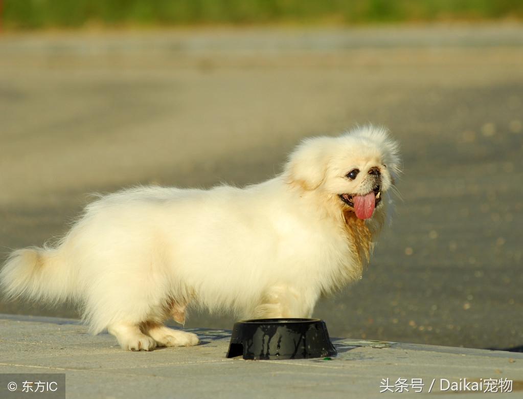 养京巴犬的注意事项