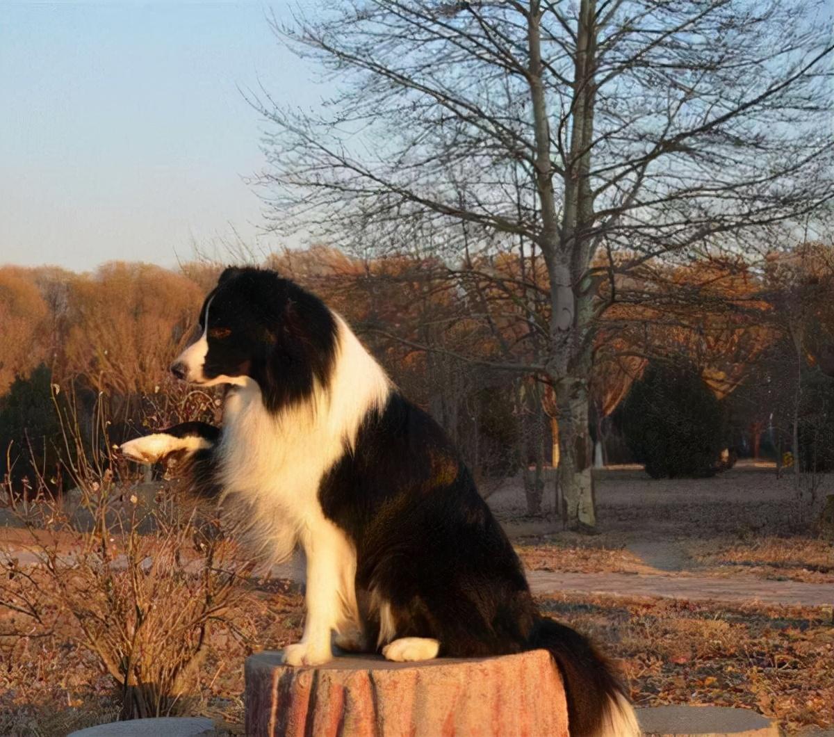 牧羊犬怎样训练大小便「牧羊犬训练方法大全」