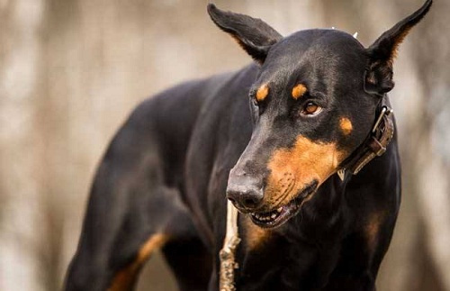 洗澡后怎样把杜宾犬身子弄干