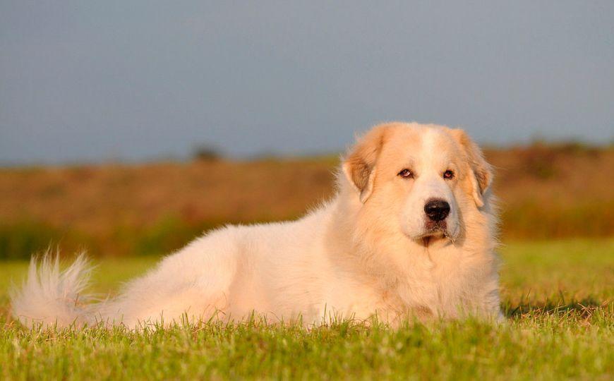 大白熊犬的特点和饲养知识盘点