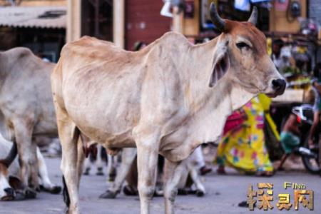 苏丹牛多少钱一头