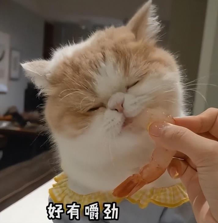 猫咪能吃的人类食物盘点