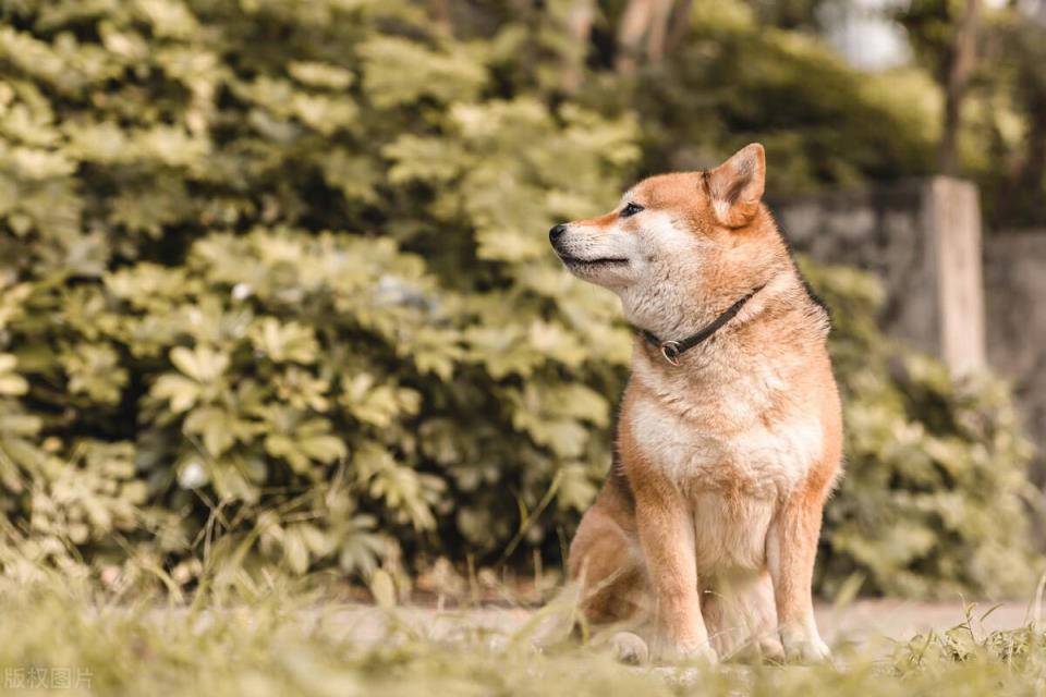 狗吃花生米的好处和坏处盘点