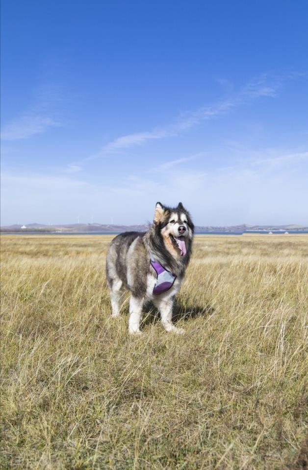 饲养阿拉斯加犬的注意事项