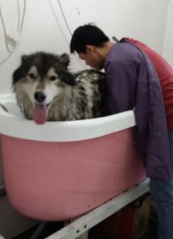 饲养阿拉斯加犬的注意事项