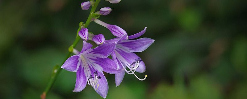 玉簪花几天浇一次水