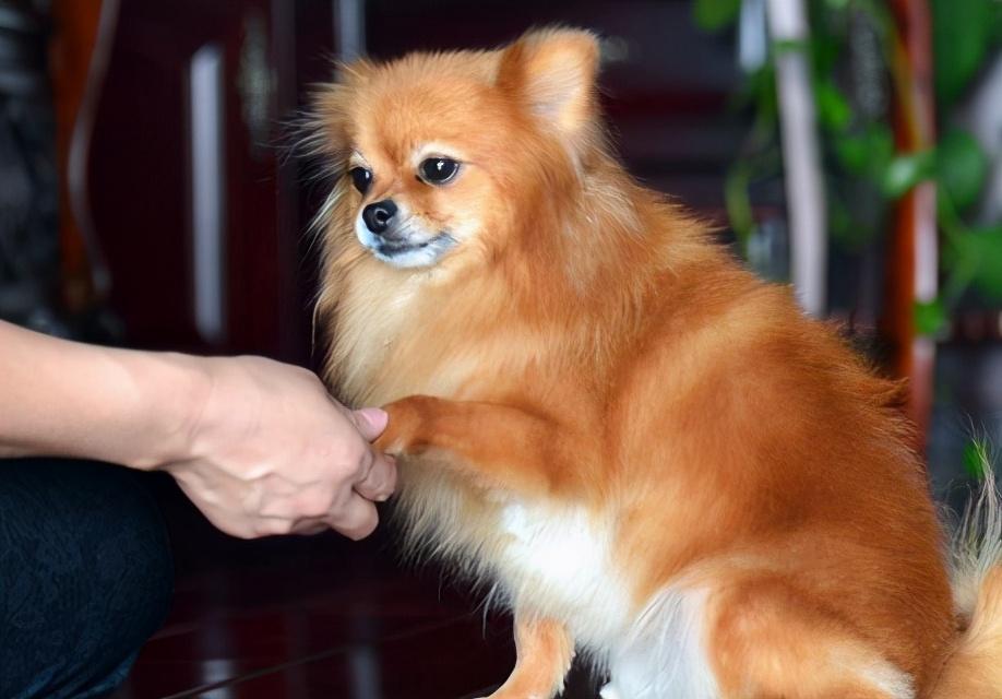 训练博美犬的6个要点