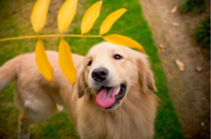 金毛犬和萨摩耶犬对比后的结果