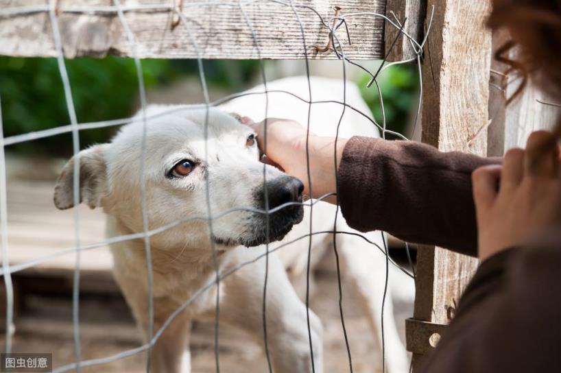 6种小型犬推荐