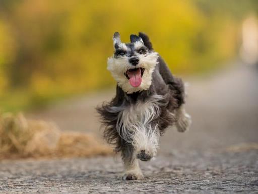 6种小型犬推荐