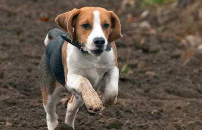 比格犬为什么不建议养？