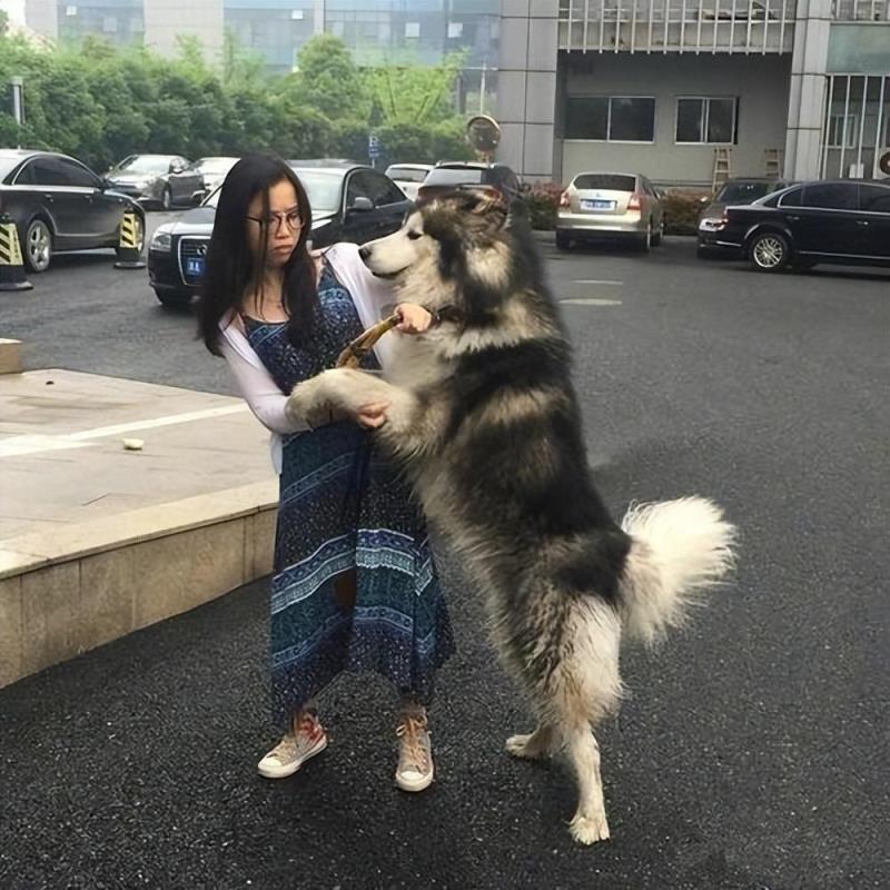 不建议穷养阿拉斯加犬