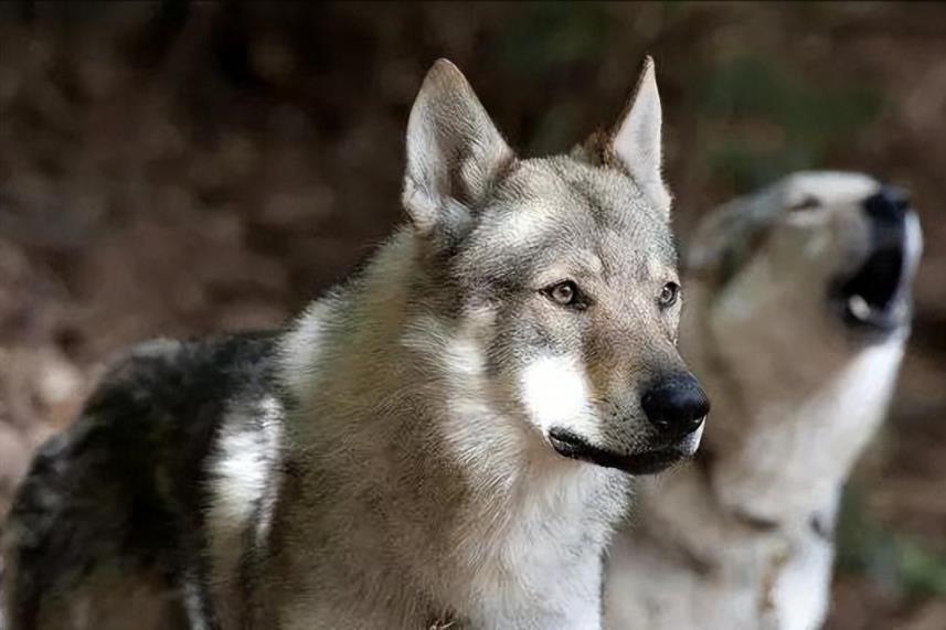 捷克狼犬起源和4大优点介绍