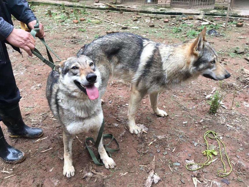 捷克狼犬起源和4大优点介绍