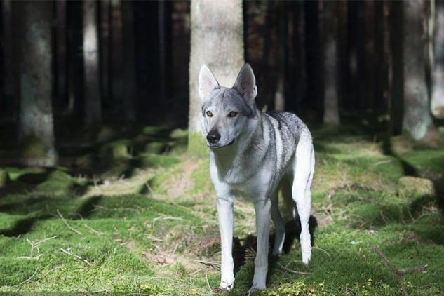 捷克狼犬起源和4大优点介绍