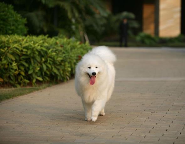 白色的小型犬盘点