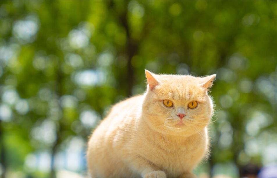 4种适合学生党养的猫