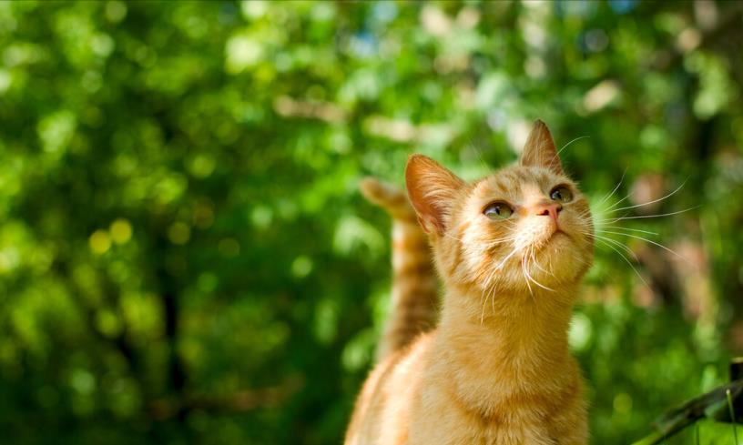 4种适合学生党养的猫