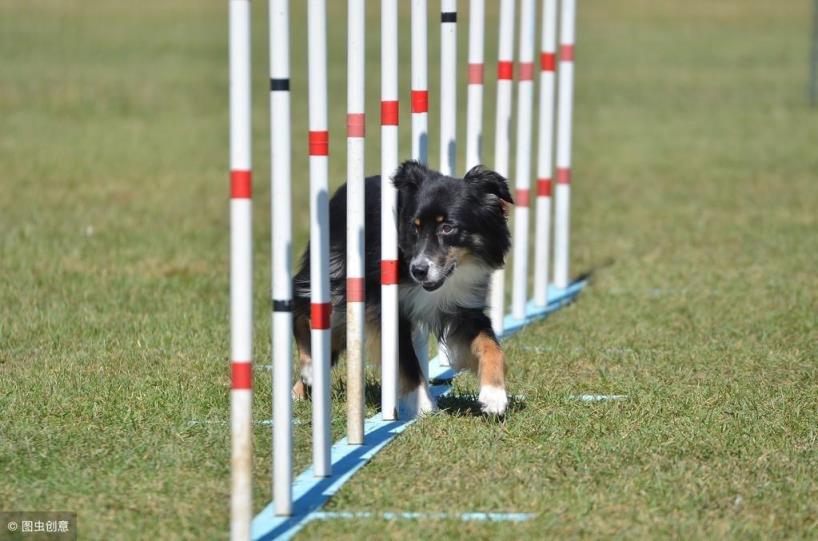 澳洲牧羊犬价格及特点