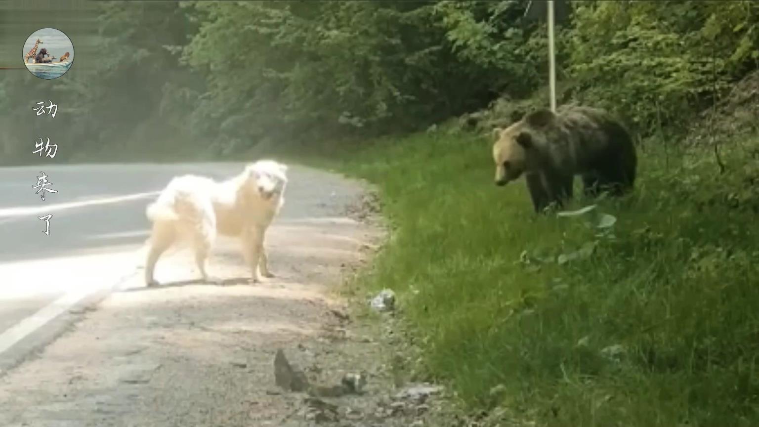 关于中亚牧羊犬的介绍