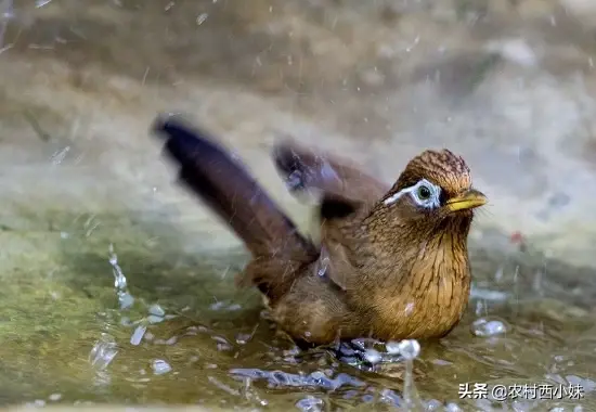 画眉鸟提性最好的方法