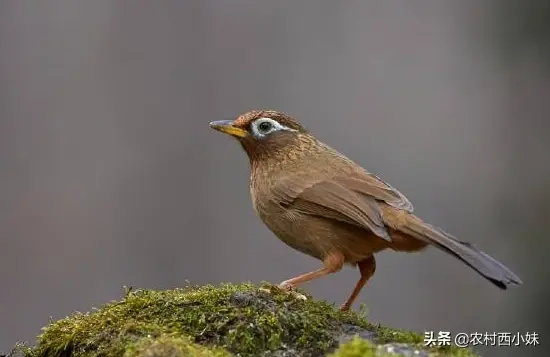 画眉鸟提性最好的方法