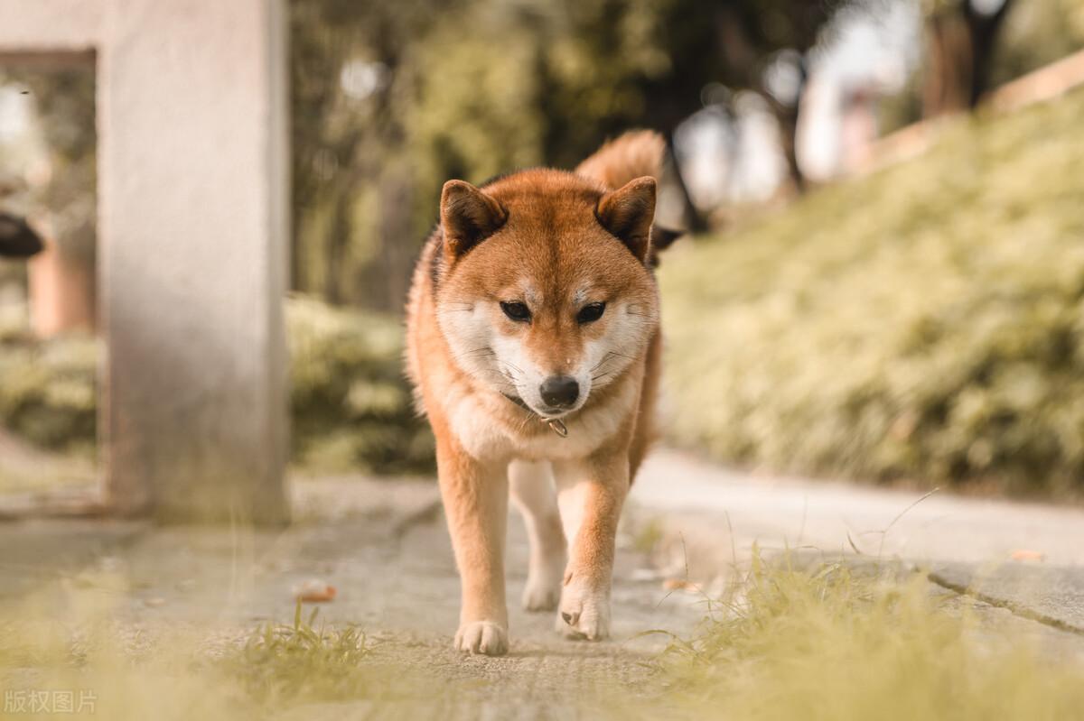 狗狗吃屎的原因和改正方法