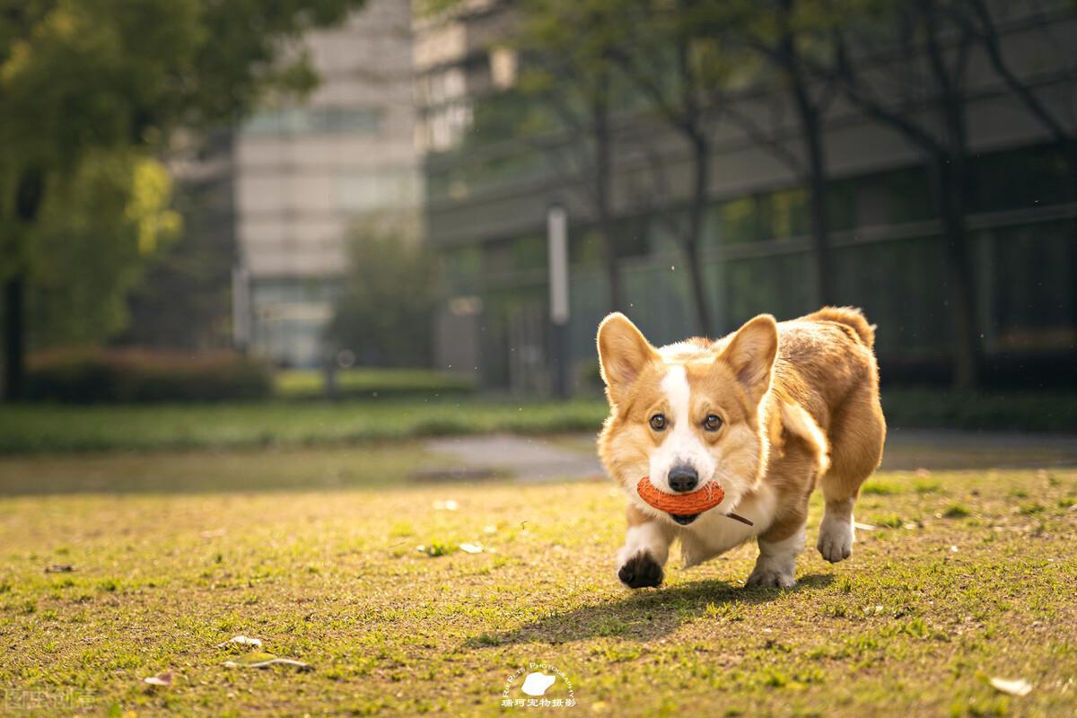 狗狗吃屎的原因和改正方法