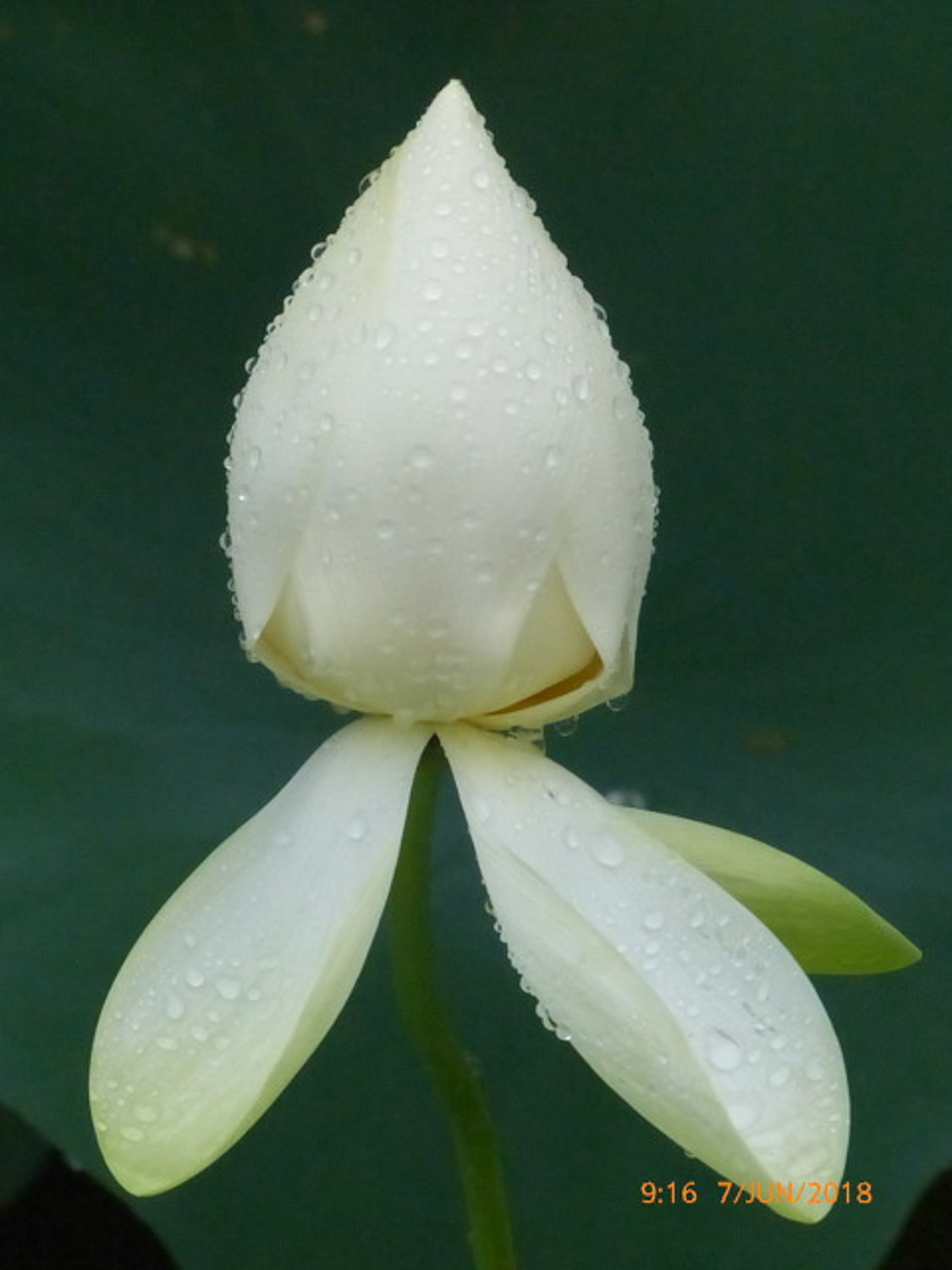 荷花喜欢什么样的环境,适合什么样的土壤养（荷花喜欢什么样的环境，适合什么样的土壤）