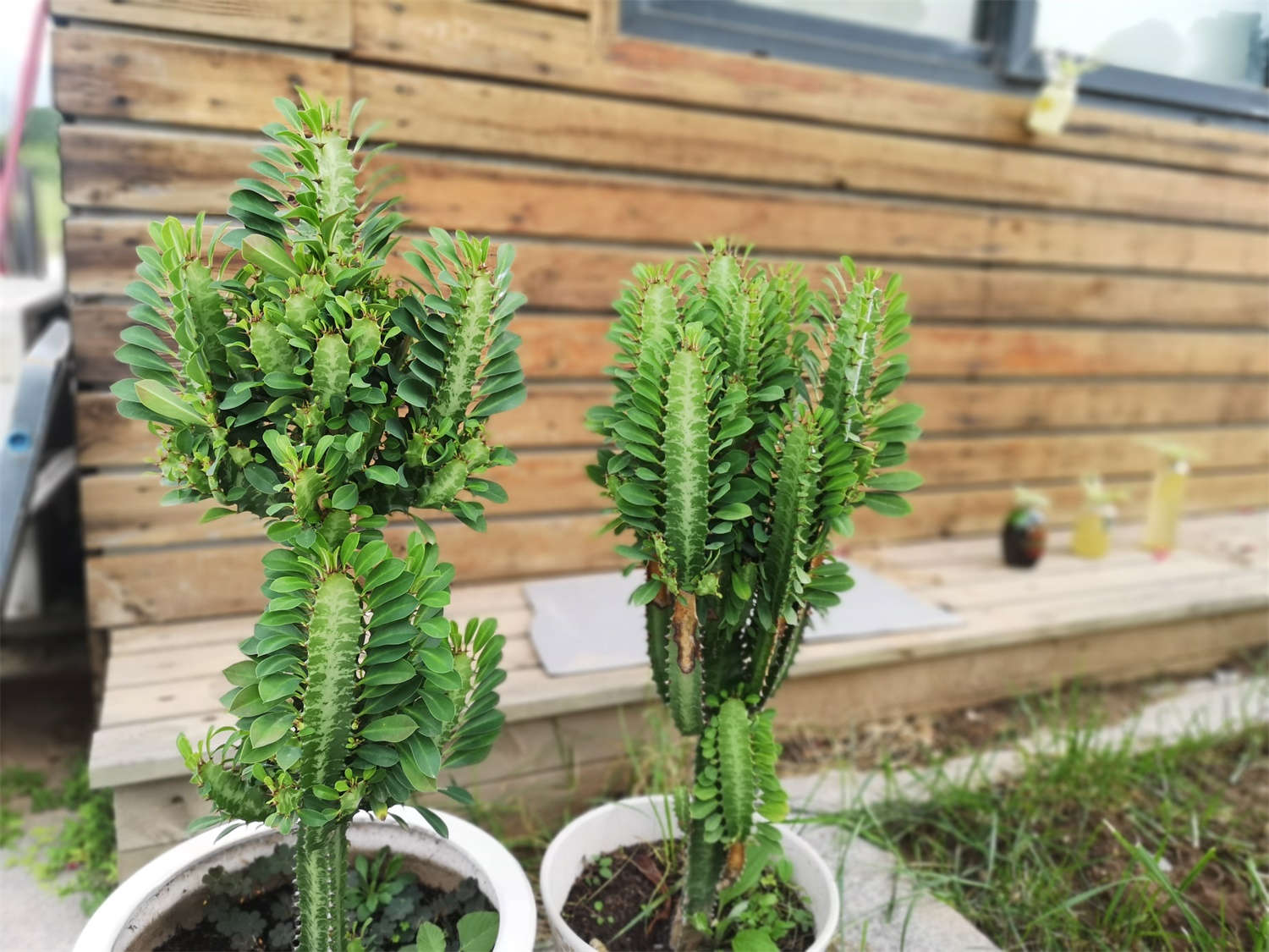 龙骨花换盆方法,什么时候换盆比较好（龙骨花换盆方法，什么时候换盆）