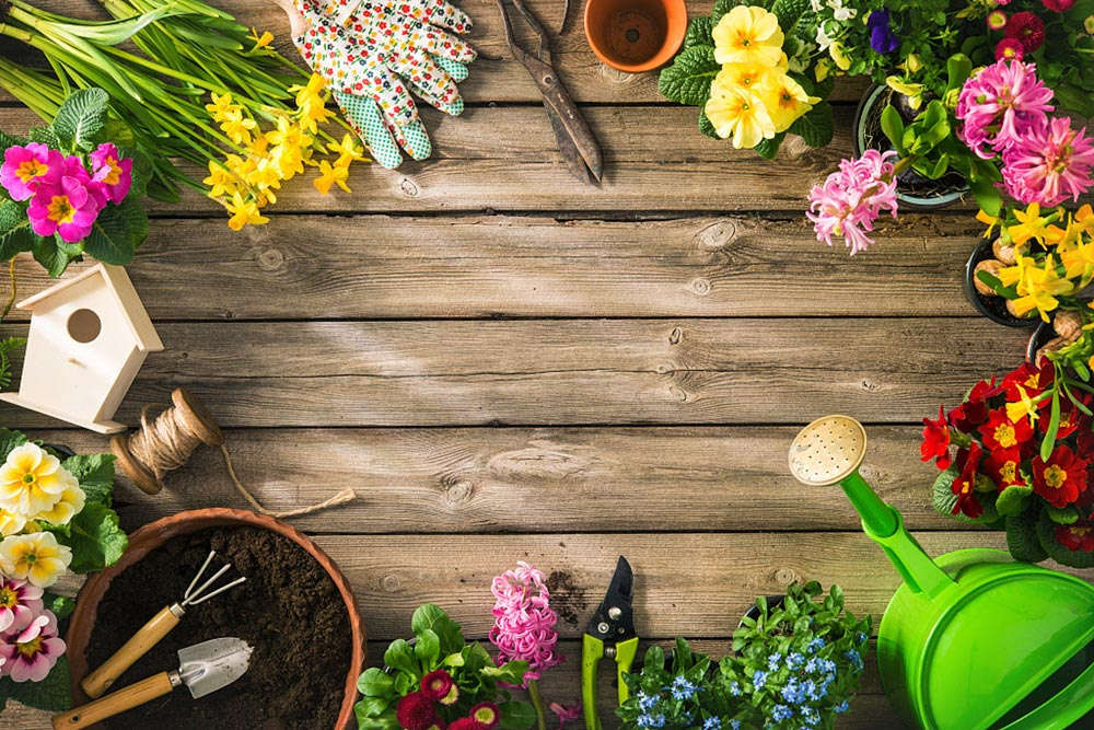 红花酢浆草怎么种植,什么时候种植（红花酢浆草怎么种植，什么时候种植）