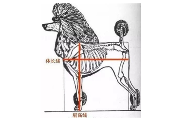 狗的肩高体长怎么量（狗肩高怎么测量）