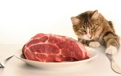 猫为什么不可以吃（猫为啥不能吃羊肉）