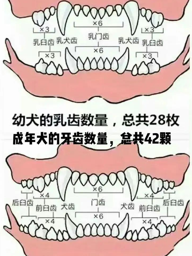 狗的年龄怎么看牙齿（狗的年龄看牙齿怎样分辨?）