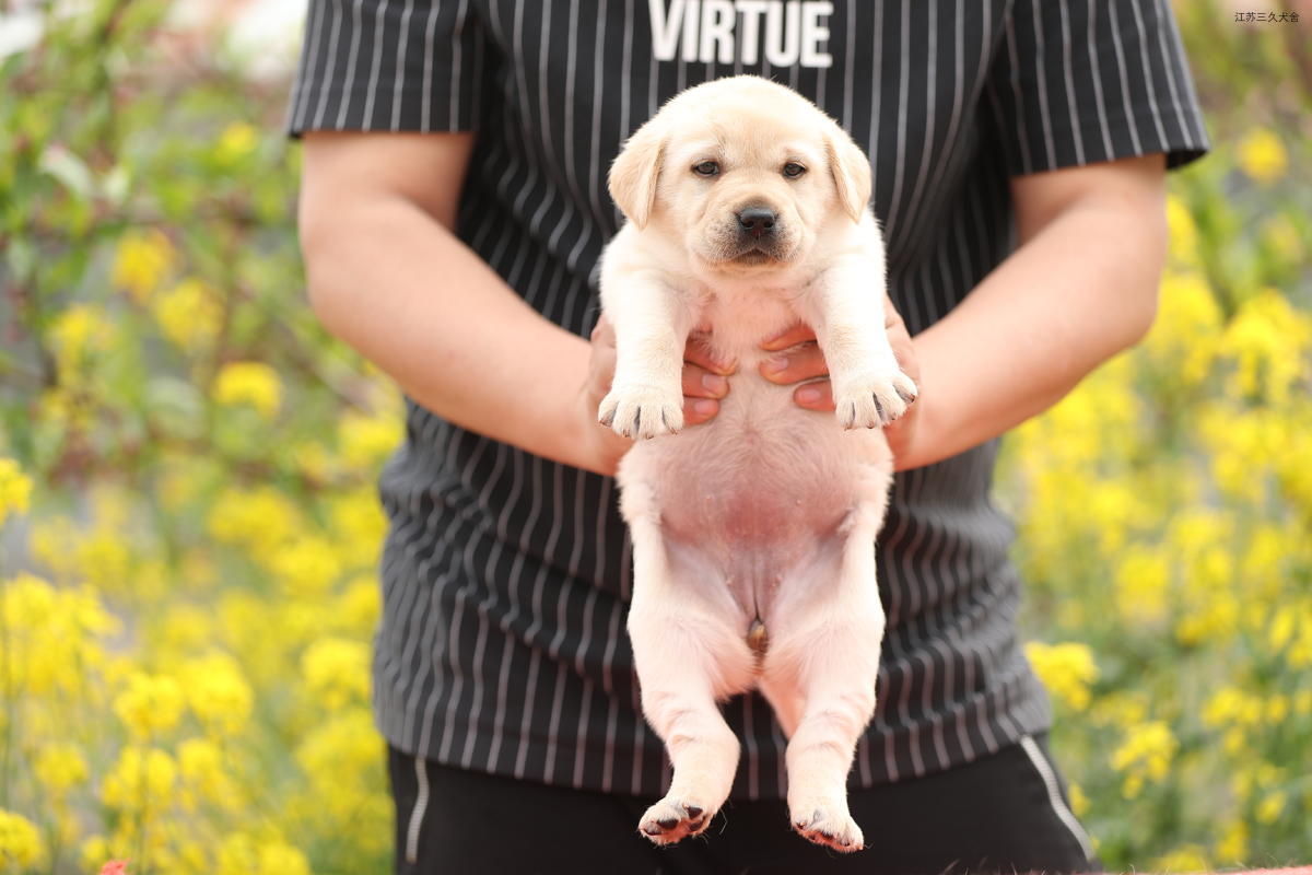 一个月多大的小狗有狂犬病吗（2～3个月的狗狗有狂犬病吗）