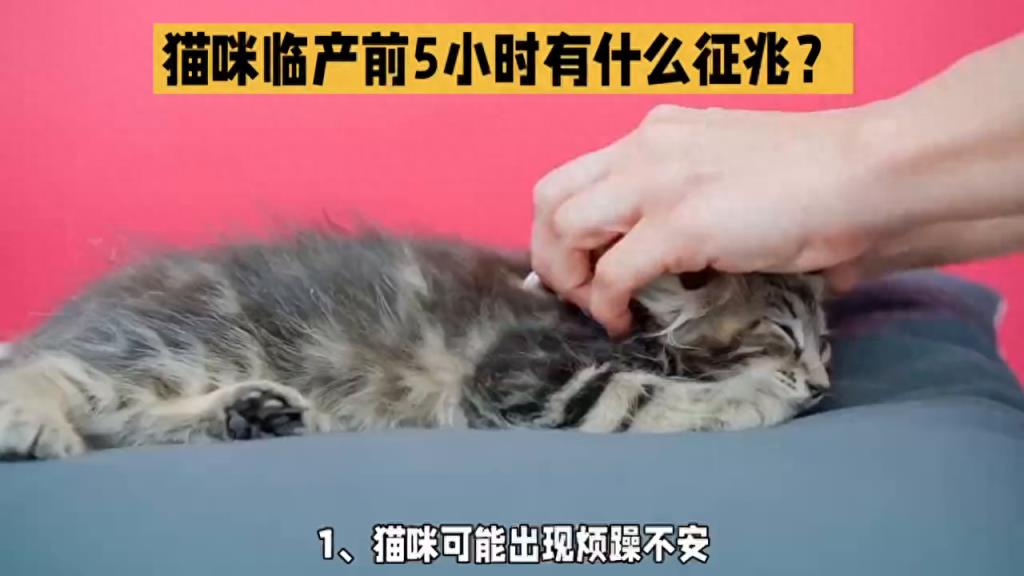 猫咪生产前的征兆表现