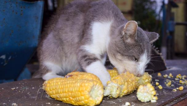 猫能吃玉米糊吗（喂食猫咪的注意事项）