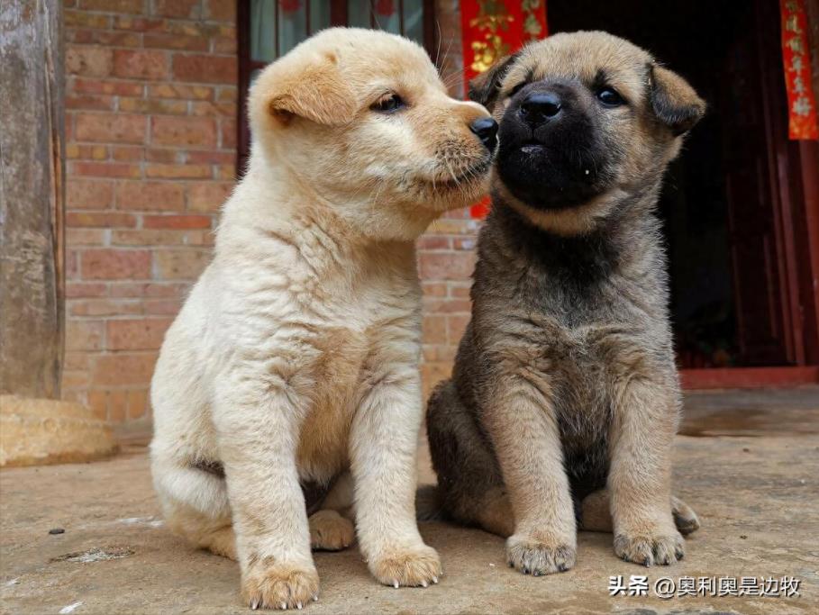 中华田园犬为什么禁养（真实原因介绍）