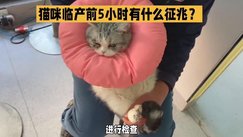 猫咪生产前的征兆表现